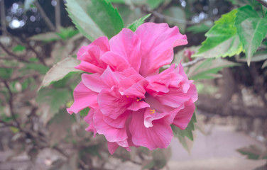  Pink Chinese rose   flower