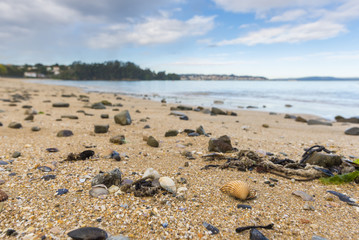 Fototapeta na wymiar Conchas de berberechos en la playa de Gandarío (Bergondo, La Coruña - España).