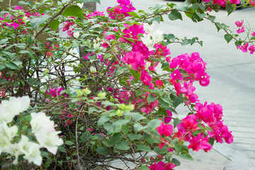 Naklejka premium bougainvillea