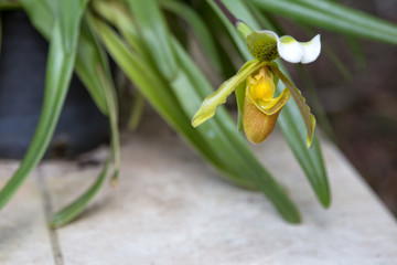Slipper orchid in a plant pot
