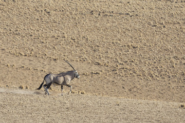Oryx in Naukluft National Park
