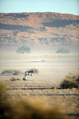 Oryx in Naukluft National Park