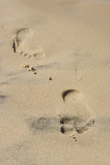 Footprints on the sandy beach.