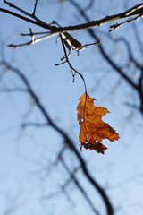 Single Oak Leaf in the Wind 