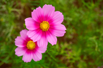 Pink cosmos flower (Cosmos Bipinnatus) with green blurred backgr