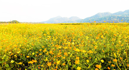 Obraz premium Field of yellow wild flowers.
