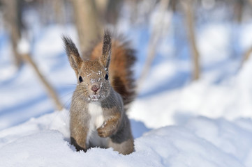 雪の中のエゾリス