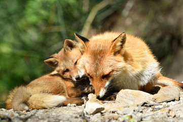 キタキツネの親子