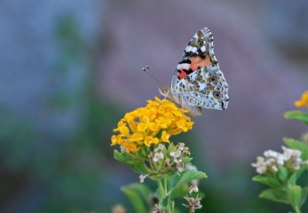 Tiger butterfly sitting on yellow flower