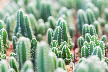 Small cactus picture as wallpaper and background
