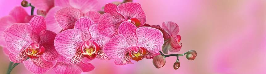 Keuken foto achterwand Orchidee Roze orchidee