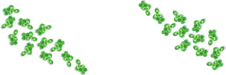 green clover leaves isolated on white background. St.Patrick 's
