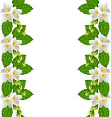 branch of jasmine flowers isolated on white background