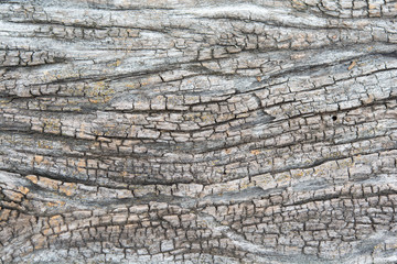 Texture of old wood background