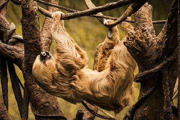 Sloth hanging from a tree © baiterek_media