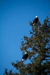 Dual Freedom Birds