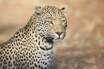 Fototapeta na wymiar Leopard in the veld