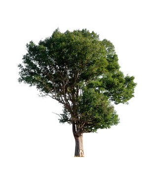 isolated tree on white background with clipping path.
