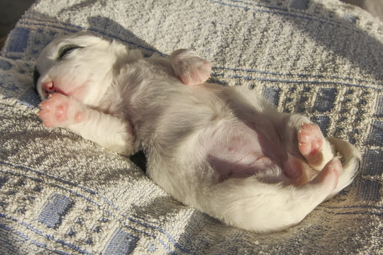  Cute newborn puppy girl belly up sleeping