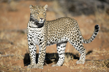 Leopard in the veld