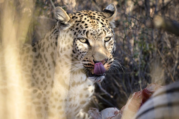 Fototapeta na wymiar Leopard in the veld