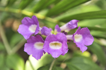 Garlic vine violet flower selective focus point
