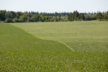 Potato Plantation - Prince Edward Island - Canada