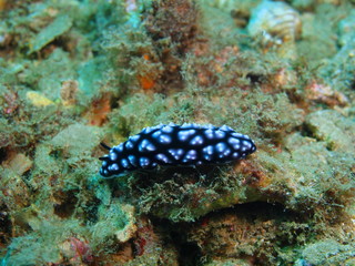 True sea slug