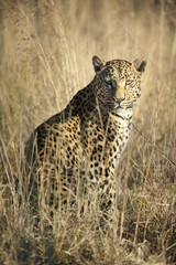 Naklejka premium Leopard in the veld
