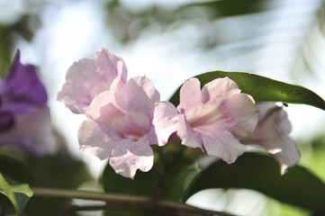 Garlic vine violet flower selective focus point