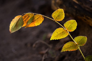 Obraz premium Yellow Glowing Leaves
