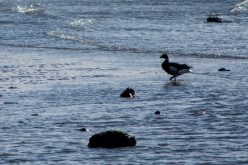 Shallow Goose