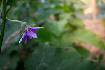 Striped flower close up.