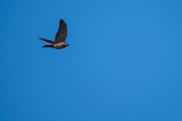 Soaring