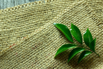 Obraz premium Green leaves put on sack,Space for messages