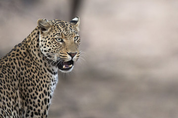 Leopard in the veld