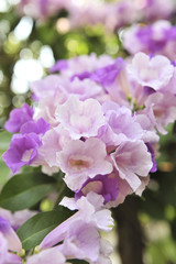 Garlic vine violet flower selective focus point