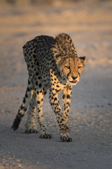 Cheetah at sun rise