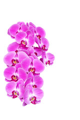 Fototapeta na wymiar Save Download Preview Pink orchid flower (phalaenopsis) isolated on white background thailand love valentine