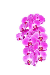 Naklejka na ściany i meble Save Download Preview Pink orchid flower (phalaenopsis) isolated on white background thailand love valentine