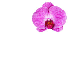Fototapeta na wymiar Save Download Preview Pink orchid flower (phalaenopsis) isolated on white background thailand love valentine