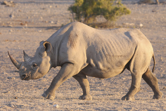Rhino in Etosha National Park.