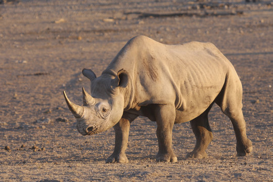 Rhino in Etosha National Park.