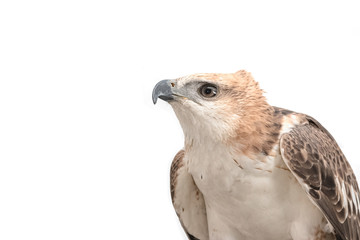 Portrait of beauty hawk,Changeable Hawk Eagle (Nisaetus limnaeet