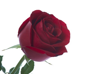 beautiful red rose flower