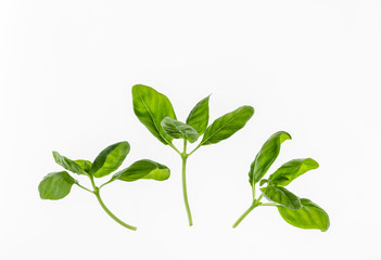 fresh basil leaves isolated on white background