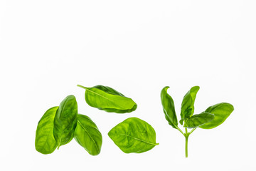 sweet basil leaves on white background with copy space