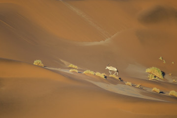 Oryx in the Sand Dunes