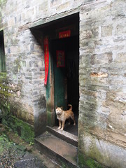 Dog in Chinese village door