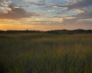 Fototapeta na wymiar beach grass at twilight
